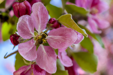 Flowering tree at spring, selective focus. Pink flower petals with bee, colorful blurred background.