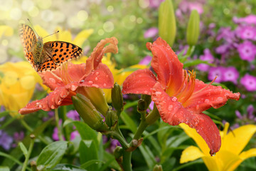 Schmetterling 468