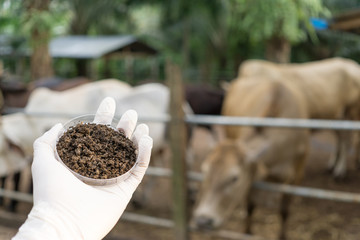 the manure, produce from dung of cow