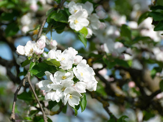 Apfelblüten im Frühling Nahaufnahme