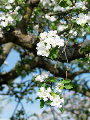 Baum mit Blüten und blauem Hintergrund