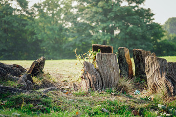 Fototapeta premium Tree stumps
