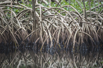  Arbres tropicaux. Gros plan de racines de palétuviers dans une mangrove.