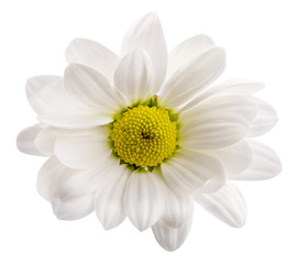 Fresh daisy camomile isolated on white background with clipping path