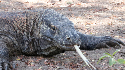 Komodowaran