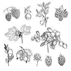 Hand drawn forest berry. Vector sketch illustration