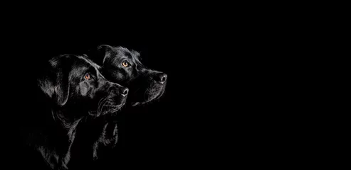 Fototapeten Zwei schwarze Labrador Retriever mit wunderschönen Augen im Seitenprofil vor schwarzen Hintergrund © inkevalentin