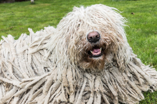 Big white furry dog comodor in the garden. Komodor dog.