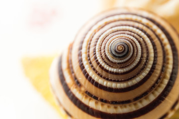 Shell spiral texture close-up, background