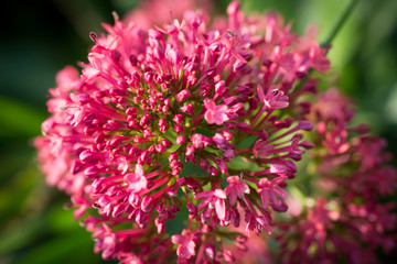 Macro de flor con pétalos rosas