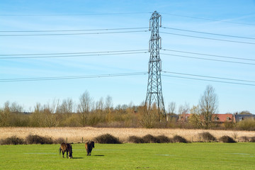 Two ponies in a field outside an English village with power cable pole in the background in early...