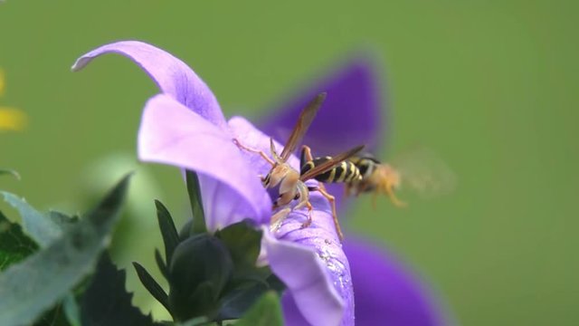 wasps competition encounter ejection on purple flower 