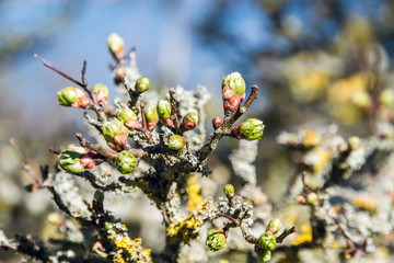 Closeup of mossy branches with small buds in early Spring on sunny day - seasonal nature background - 1