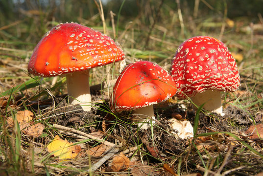 Poisonous mushrooms, Red toad stools actual name - Fly Agaric (Amanita muscaria)