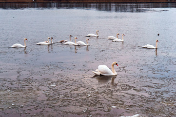 Swans came on shore. The swans on the lake. Water birds in natural conditions.