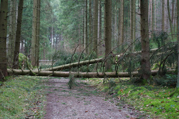 Wald Sturmschäden Unwetter Bayern