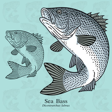 Sea Bass. Vector illustration with refined details and optimized stroke that allows the image to be used in small sizes (in packaging design, decoration, educational graphics, etc.)