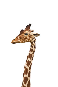 Standing Giraffe long neck and head. Giraffe