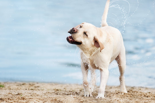 labrador dog running in water spray on the beach