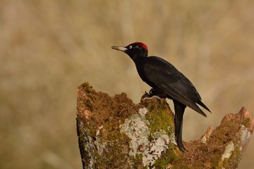 Black woodpecker, Dryocopus martius perched on old dry branch.