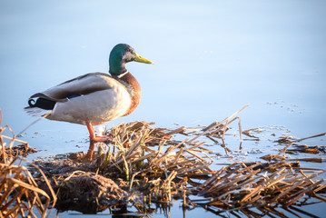 duck stands on a rock in the water