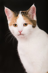 Junge Hauskatze auf schwarzem Hintergrund