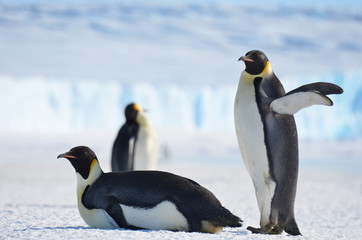 Naklejka na ściany i meble Antarctica penguins