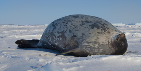 Antarctida seal
