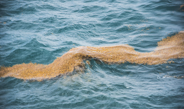 Nappe d'algues sargasses &agrave; la d&eacute;rive dans la mer des cara&iuml;bes. Mar&eacute;e brune. Catastrophe naturelle en Guadeloupe, &agrave; Marie Galante et en Martinique.