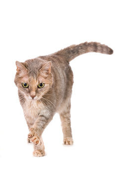 &Auml;ltere Katze l&auml;uft auf die Kamera zu