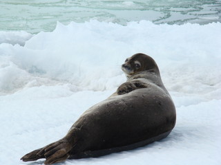 Antarctida seal