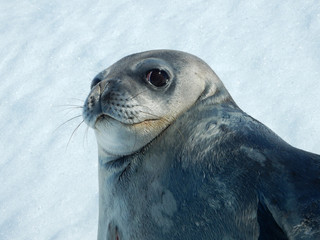 Antarctida seal