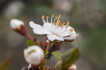 Obraz premium peach tree blossom in season garden