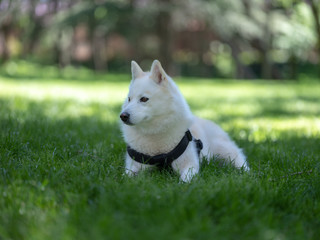 husky siberiano © matternjphoto