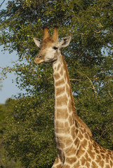 Giraffa, Kruger National Park