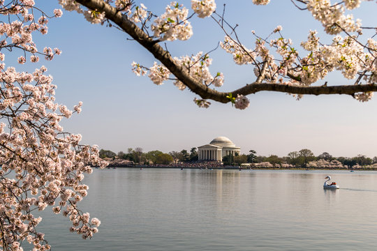 Jefferson Memorial -- Cherry Blossoms 2
