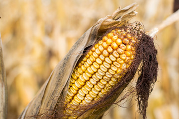 Corn at Harvest