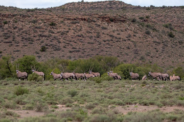 Gemsbok aka Oryx