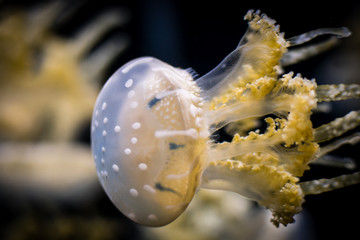 Jellyfish 2