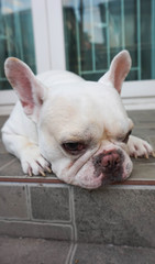 tame French bulldog or sleepy dog