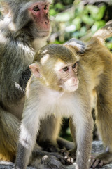 rhesus monkeys