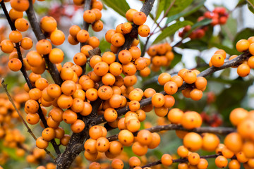 Orange Berries