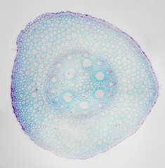 Microscopic photography. Young Root of plant, transversal section.