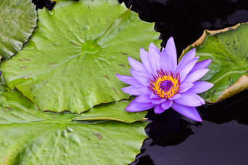 Purple Flower with Lilly Pads