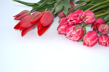 Tulip Columbus Terry Цвет: красный с белым краем Букет