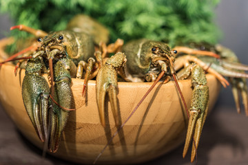 Raw crayfish with beer on wooden background