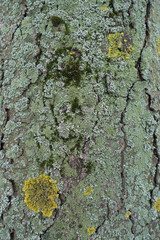 Tree bark densely covered with moss, yellow and blue green lichen