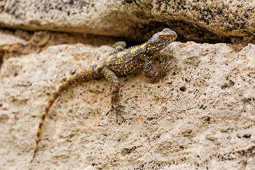 Lizard sitting on the stone