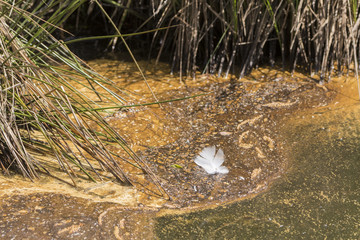 Blütenstaub treibt auf Wasser