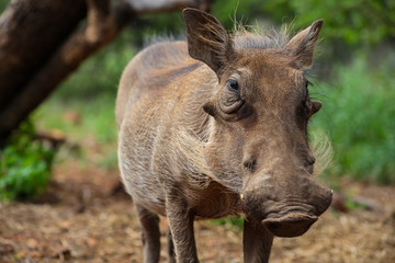Wild  Warthog in a South African game reserve